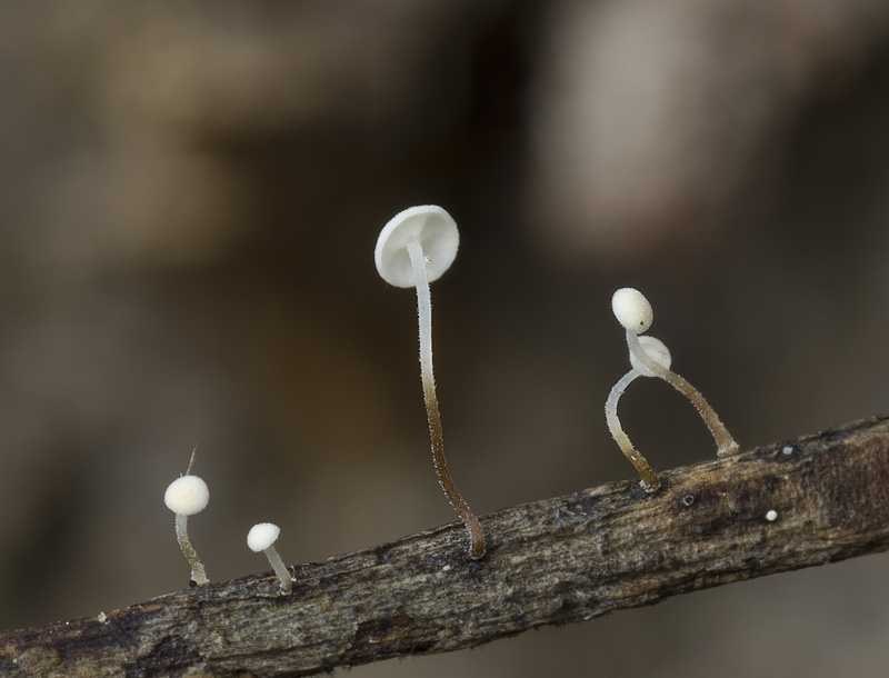 Marasmius favrei